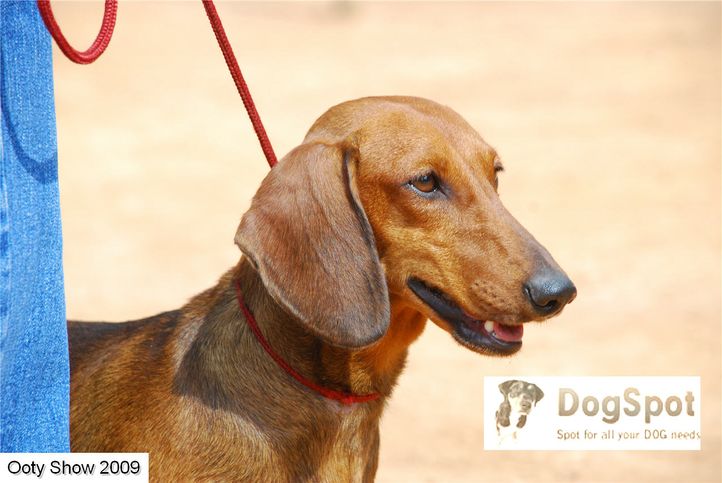 dachshund,, ooty dog show 2009, DogSpot.in
