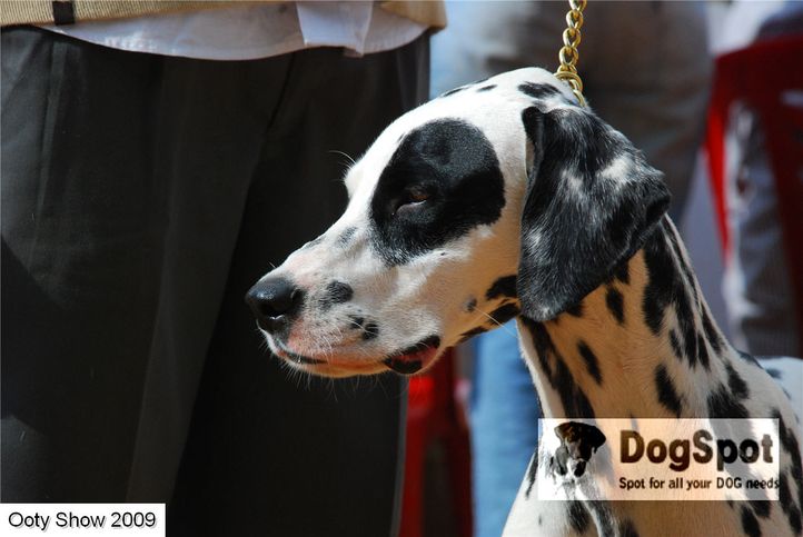 dalmatian,, ooty dog show 2009, DogSpot.in