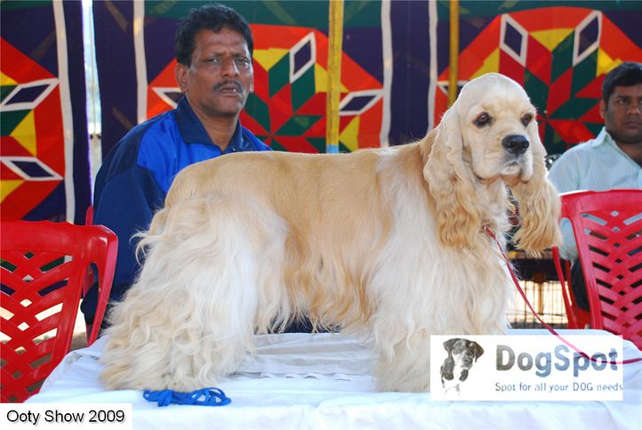 Spaniel,, ooty dog show 2009, DogSpot.in