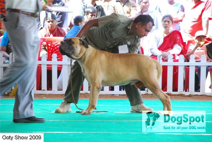mastiff,, ooty dog show 2009, DogSpot.in