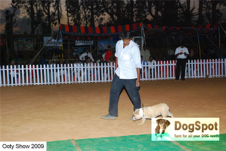 bull dog,, ooty dog show 2009, DogSpot.in