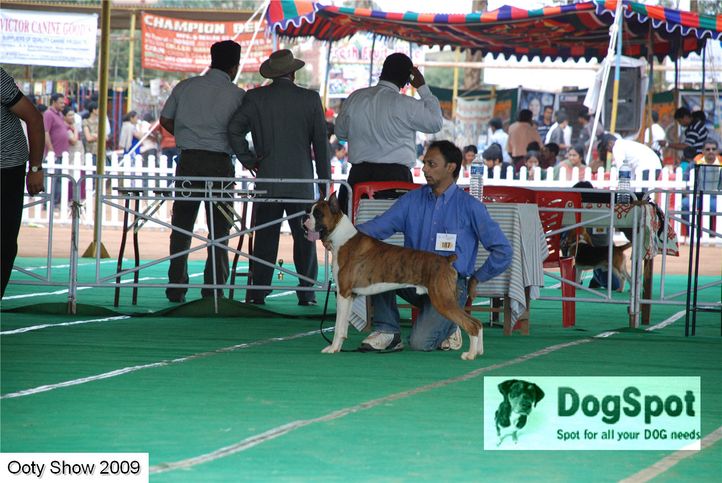 boxer,, ooty dog show 2009, DogSpot.in