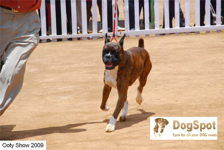 boxer,, ooty dog show 2009, DogSpot.in