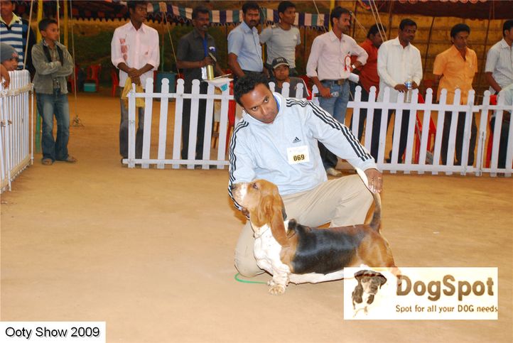 basset,, ooty dog show 2009, DogSpot.in
