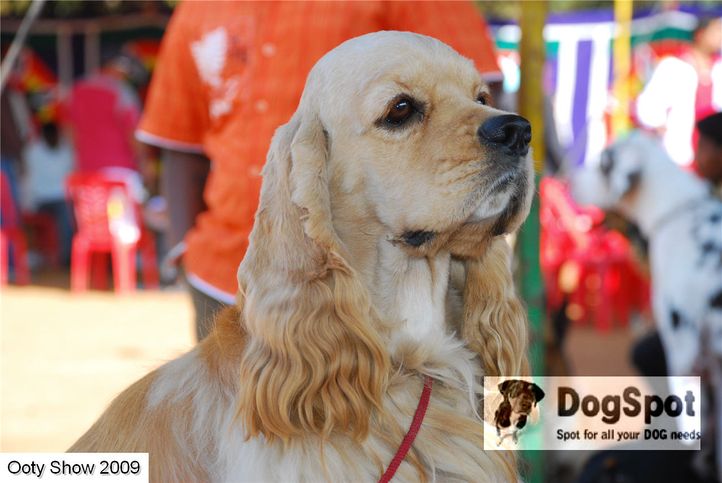 Spaniel,, ooty dog show 2009, DogSpot.in