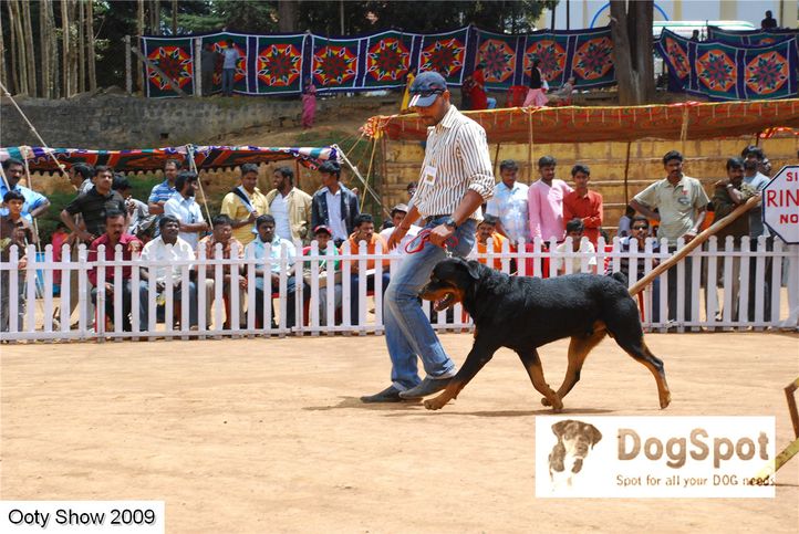 rottweiler,, OOty Dog Show 2009, DogSpot.in