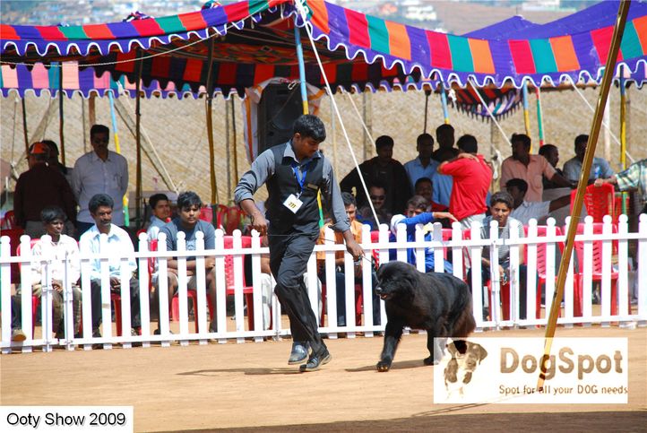 newfoundland,, ooty dog show 2009, DogSpot.in
