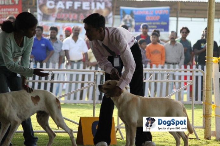sw-18, child handler,, Ooty Dog Show 2010, DogSpot.in