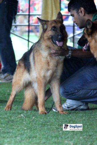 sw-18, gsd alsatian,, Ooty Dog Show 2010, DogSpot.in