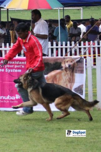 sw-18, gsd alsatian,, Ooty Dog Show 2010, DogSpot.in