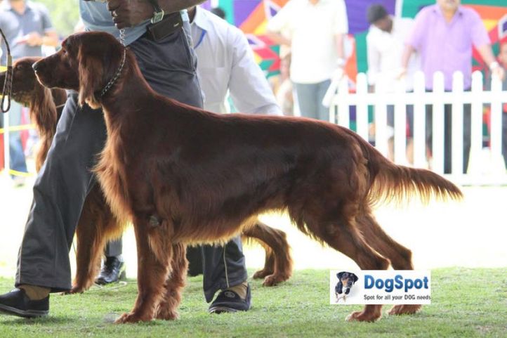 sw-18, irish setter,, Ooty Dog Show 2010, DogSpot.in