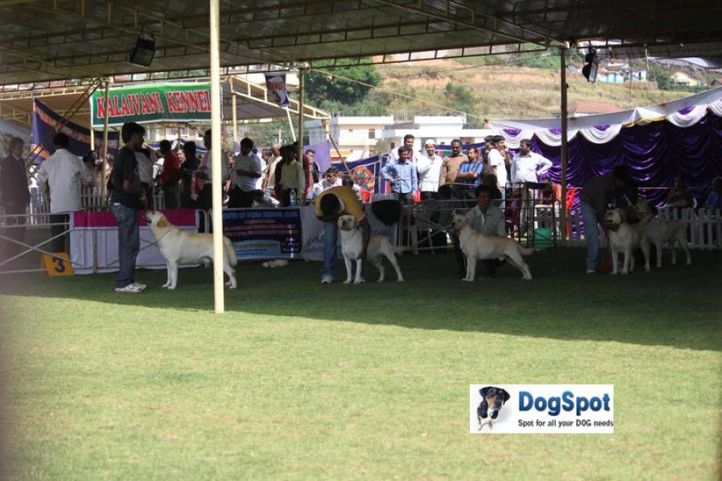 sw-18, labrador,, Ooty Dog Show 2010, DogSpot.in