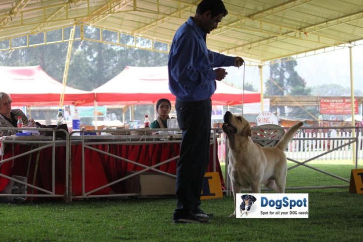sw-18, labrador,, Ooty Dog Show 2010, DogSpot.in