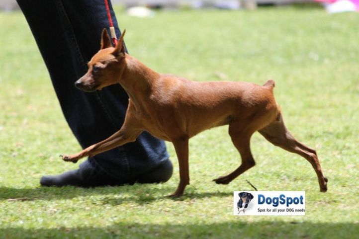 sw-18, minpin,, Ooty Dog Show 2010, DogSpot.in