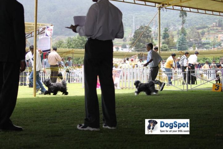 sw-18, tibetan terrier,, Ooty Dog Show 2010, DogSpot.in