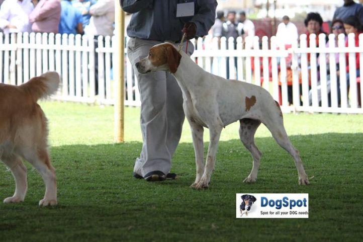 sw-18, pointer,, Ooty Dog Show 2010, DogSpot.in