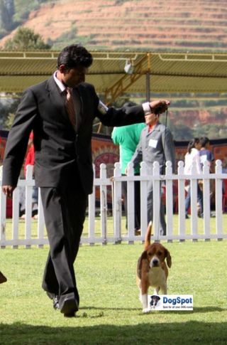 sw-18, beagle,, Ooty Dog Show 2010, DogSpot.in