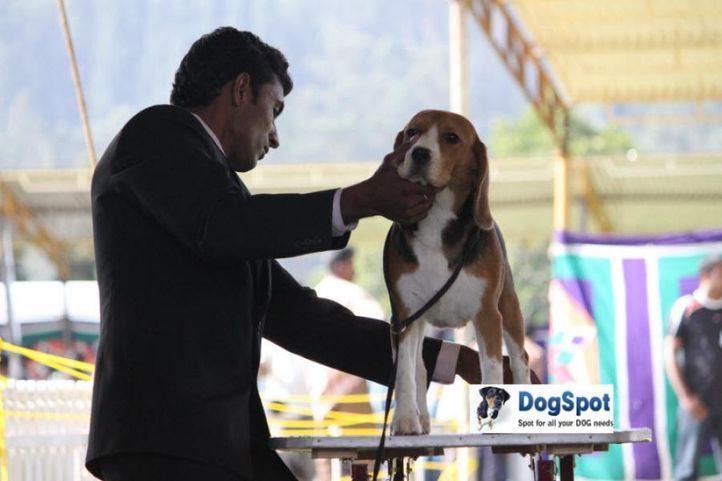 sw-18, beagle,, Ooty Dog Show 2010, DogSpot.in