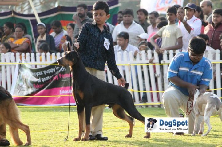 sw-18, child handler,, Ooty Dog Show 2010, DogSpot.in