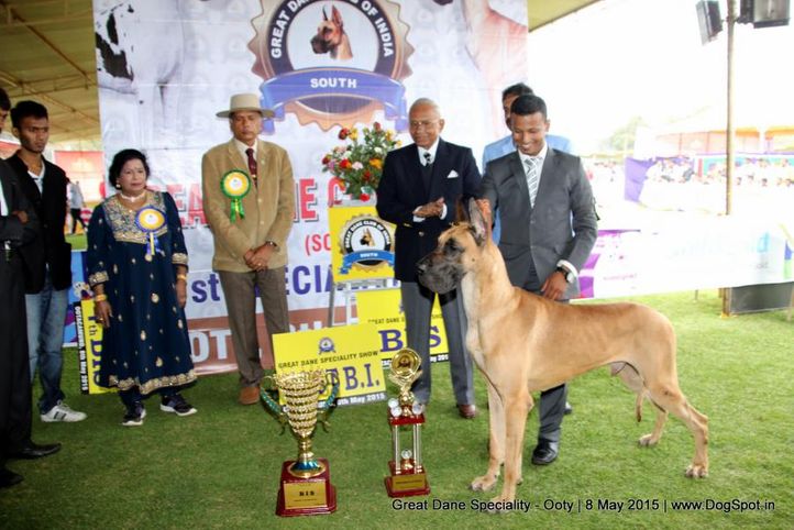 line-up great dane speciality,, Ooty Specialities & All Breed Dog Show, DogSpot.in