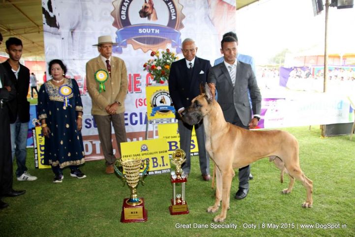 line-up great dane speciality,, Ooty Specialities & All Breed Dog Show, DogSpot.in