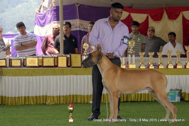great dane,great dane speciality,, Ooty Specialities & All Breed Dog Show, DogSpot.in