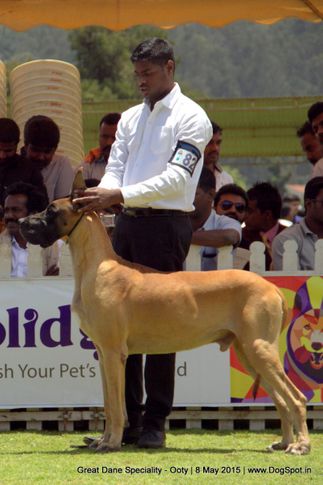 great dane,great dane speciality,, Ooty Specialities & All Breed Dog Show, DogSpot.in