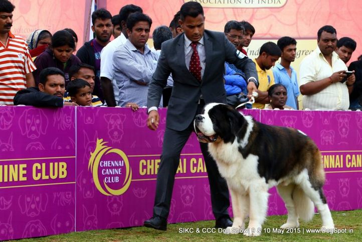 st bernard,, Ooty Specialities & All Breed Dog Show, DogSpot.in