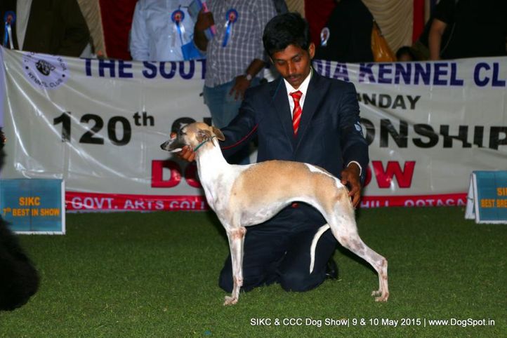 whippet,, Ooty Specialities & All Breed Dog Show, DogSpot.in