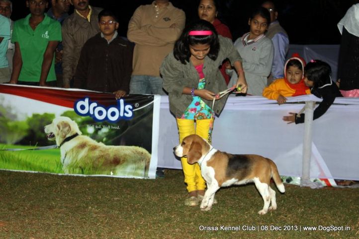 child handler,sw-104,, Orissa Dog Show 2013, DogSpot.in