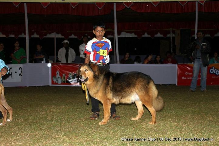 child handler,sw-104,, Orissa Dog Show 2013, DogSpot.in