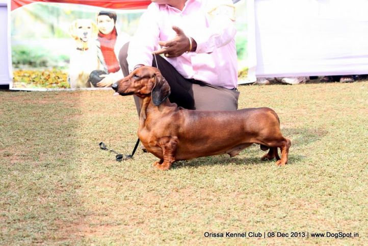 dachshund,ex-42,sw-104,, IND. CH. ZOO ZOO, Dachshund Standard- Smooth Haired, DogSpot.in