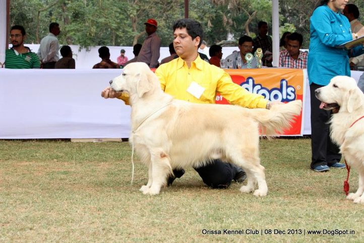 golden retriever,sw-104,, Orissa Dog Show 2013, DogSpot.in