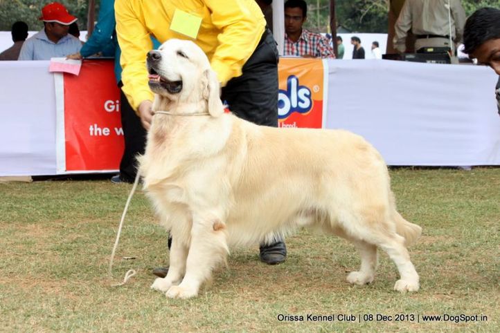 golden retriever,sw-104,, Orissa Dog Show 2013, DogSpot.in