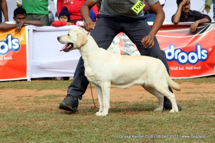 ex-190,labrador retriever,sw-104,, Orissa Dog Show 2013, DogSpot.in