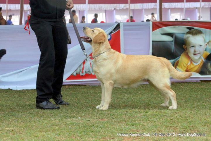 labrador retriever,sw-104,, Orissa Dog Show 2013, DogSpot.in