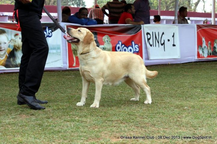 labrador retriever,sw-104,, Orissa Dog Show 2013, DogSpot.in
