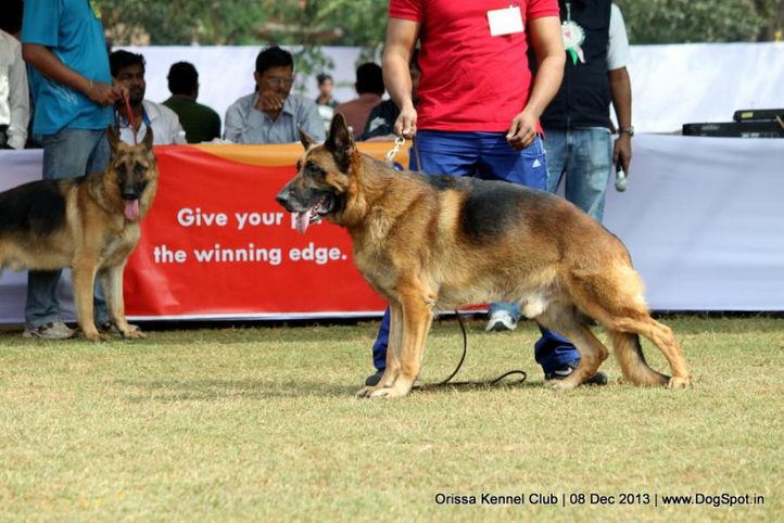 alsatian,german shephard,gsd,sw-104,, Orissa Dog Show 2013, DogSpot.in