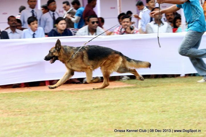 alsatian,german shephard,gsd,sw-104,, Orissa Dog Show 2013, DogSpot.in