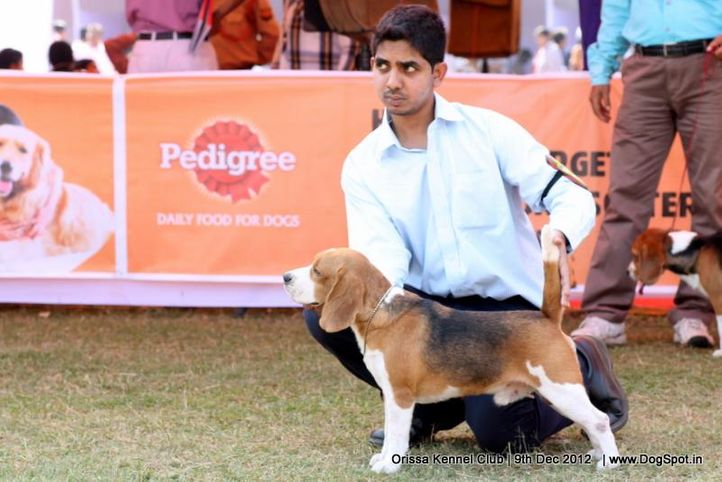 beagle,ex-45,sw-68,, 50.	ANGEL’S JERRY P. ALLOVER ALMOND, Beagle, DogSpot.in