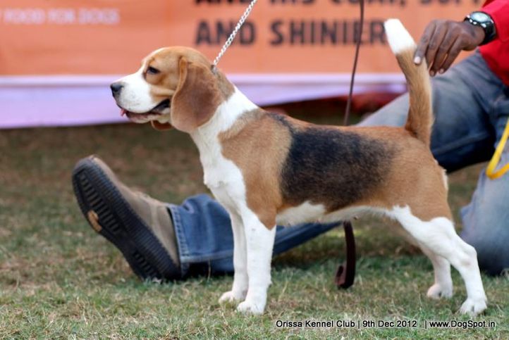 beagle,sw-68,, Orissa Dog Show, DogSpot.in