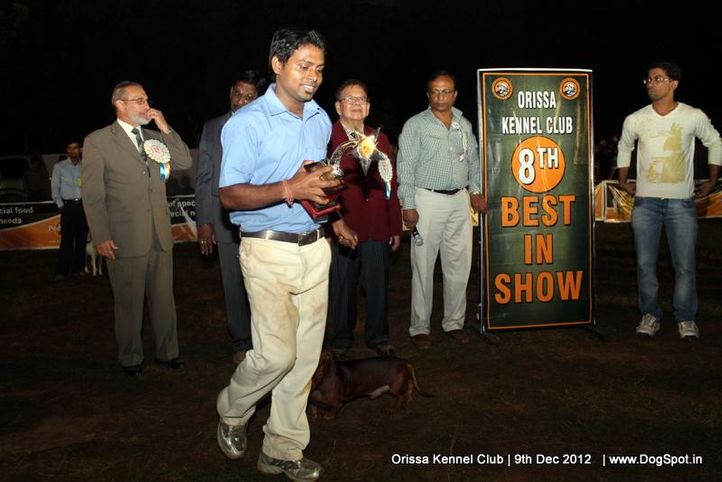 dachshund,line up,sw-68,, Orissa Dog Show, DogSpot.in