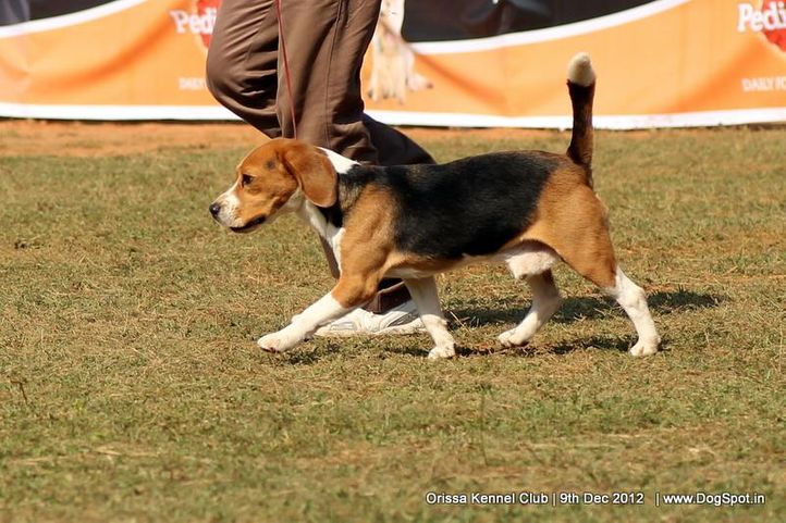 beagle,ex-42,sw-68,, CHAROON PACE SETTER, Beagle, DogSpot.in