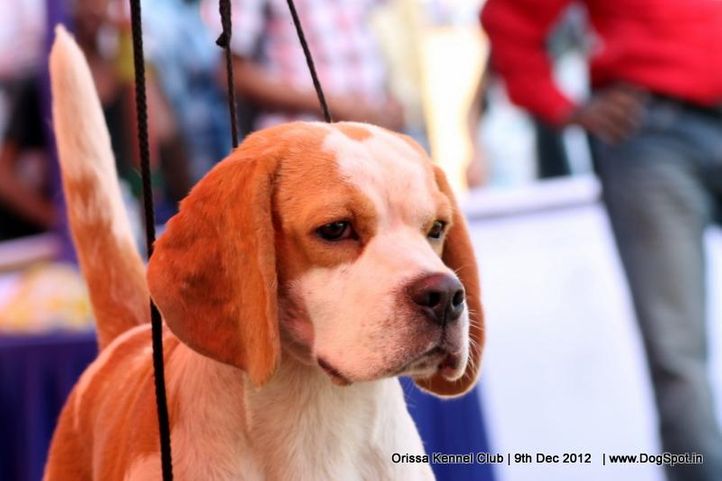 beagle,ex-43,sw-68,, BLUE BELL'S CHASE, Beagle, DogSpot.in