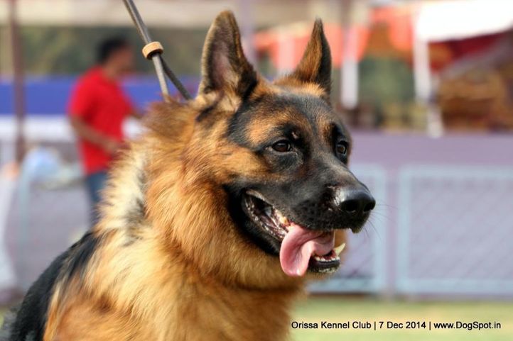 ex-185,german shepherd dog,gsd,sw-139,, IND.CH. YASKO EQUUS, German Shepherd Dog, DogSpot.in