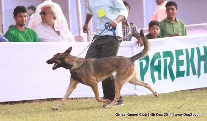 ex-157,malinois,sw-45,, STEALTH PAWS INDICA, Belgian Shepherd Dog (Malinois), DogSpot.in