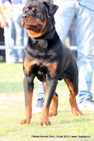 rottweiler,sw-80,, Patiala Dog Show 2013, DogSpot.in