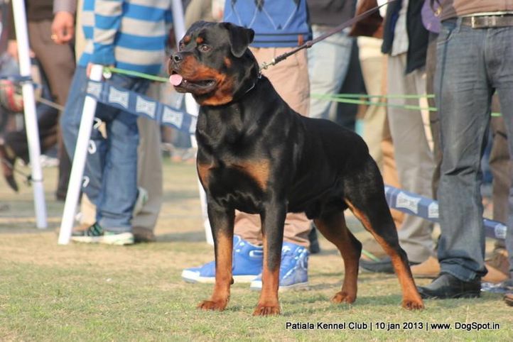 rottweiler,sw-80,, Patiala Dog Show 2013, DogSpot.in