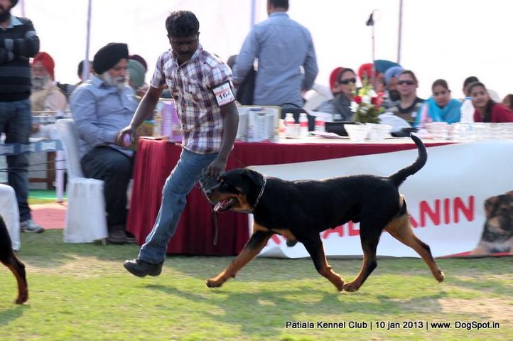 ex-164,rottweiler,sw-80,, GREWAL`S OUT LAW, Rottweiler, DogSpot.in
