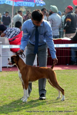 boxer,sw-80,, Patiala Dog Show 2013, DogSpot.in